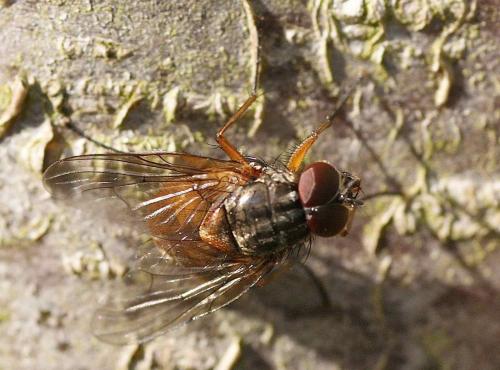 Phaonia subventa
