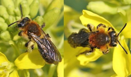 Réf. 117 429 : Andrena lagopus