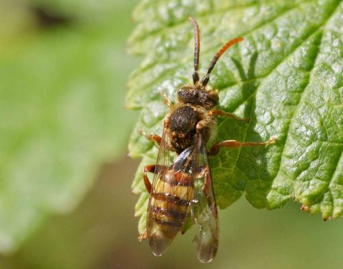 Nomada sp.