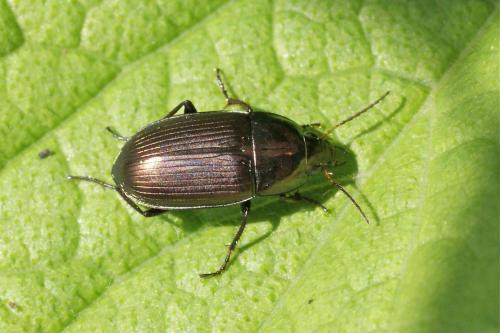 Réf. 117 540 : Amara ovata