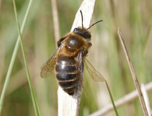 Réf. 117 466 : Colletes cunicularius
