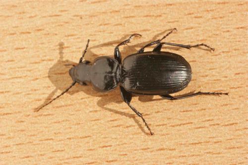 Pterostichus madidus