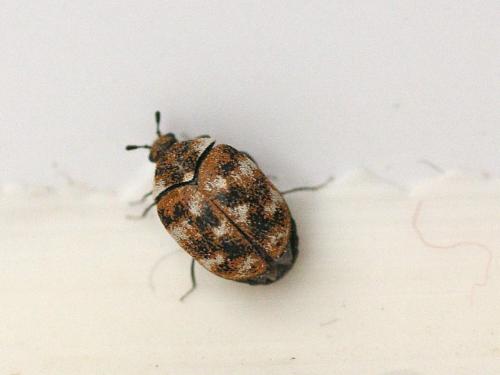 Anthrenus sp.