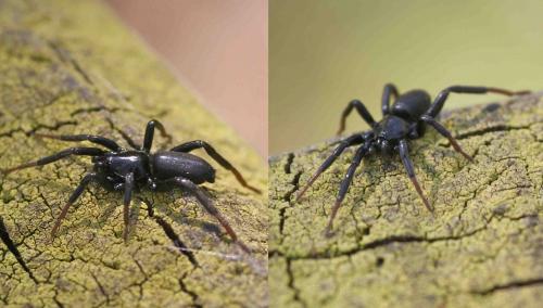 Zelotinae