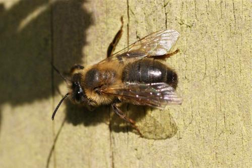 Andrena sp.