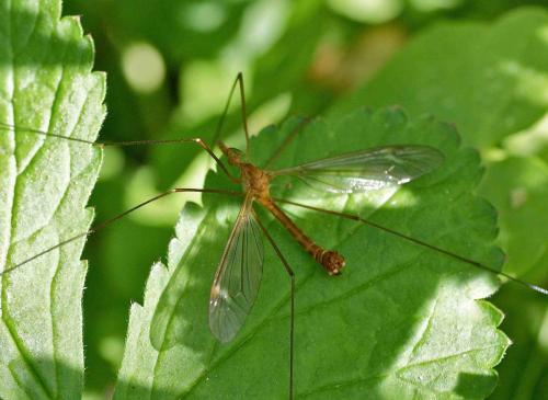 Tipula cava