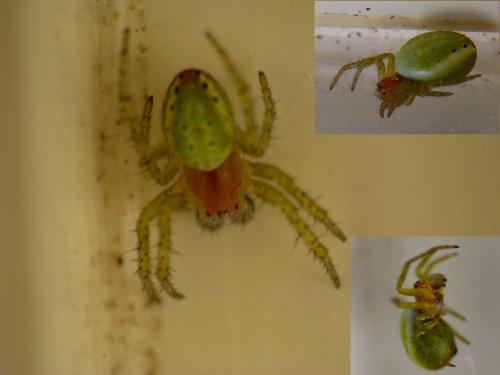 Araniella sp.
