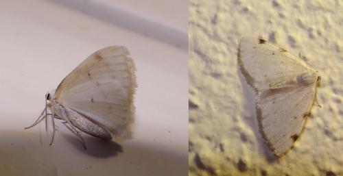 Réf. 117 285 : Lomographa bimaculata