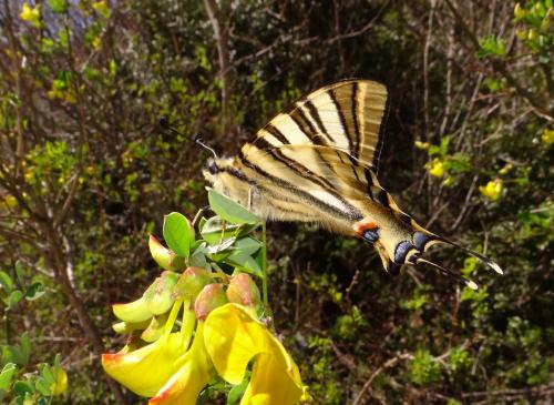 Réf. 117 387 : Iphiclides podalirius
