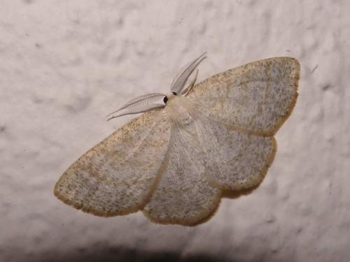 Réf. 117 823 : Cabera exanthemata