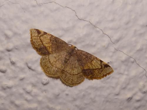 Réf. 117 822 : Stegania trimaculata