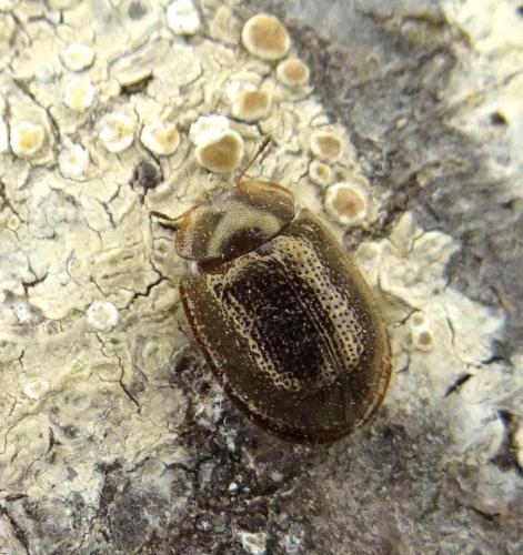 Thymalus limbatus