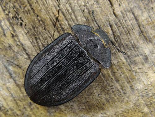 Réf. 117 941 : Peltis grossa