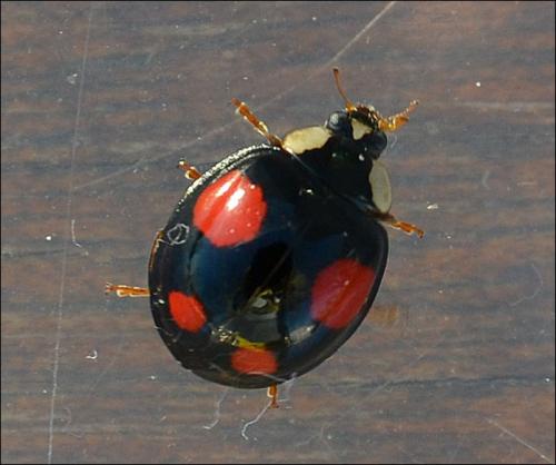 Harmonia axyridis