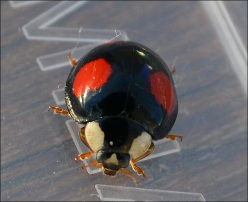 Harmonia axyridis