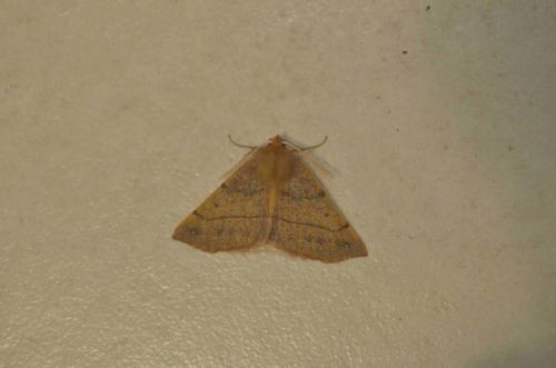 Colotois pennaria