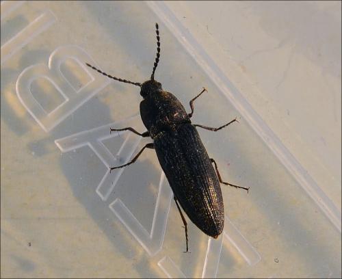Réf. 117 691 : Cidnopus pilosus