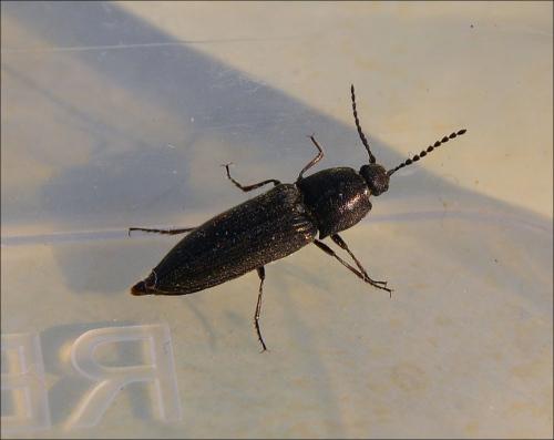 Cidnopus pilosus