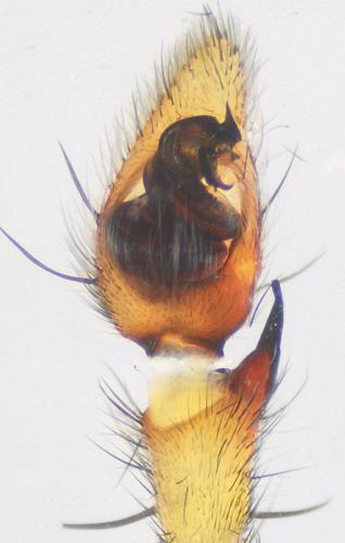 Micrommata ligurina