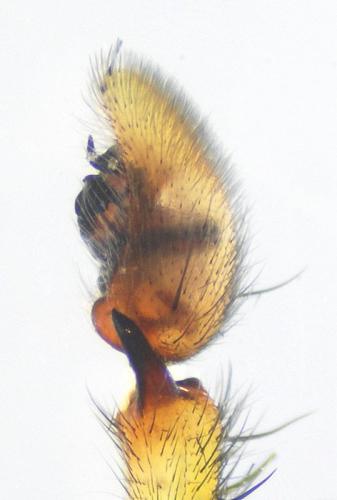 Micrommata ligurina
