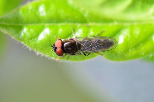 Platycheirus sp.