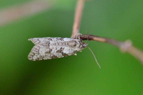 Réf. 117 228 : Cnephasia communana