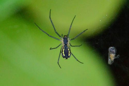 Réf. 117 224 : Neriene radiata