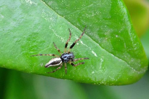 Réf. 117 226 : Cyclosa sp.