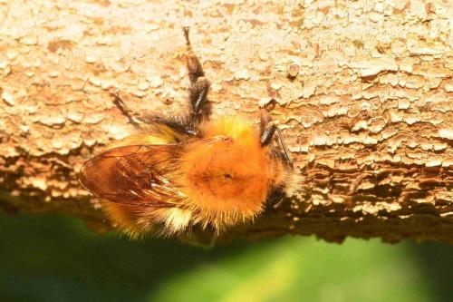 Bombus pascuorum