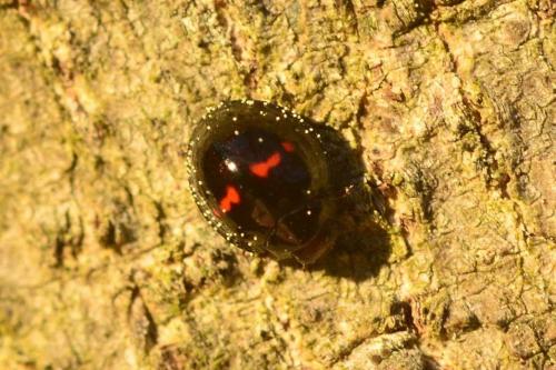 Réf. 117 416 : Chilocorus bipustulatus