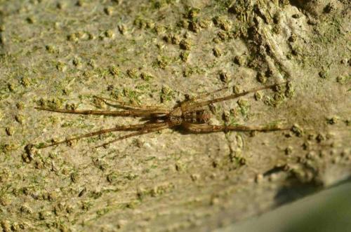 Episinus sp.