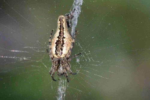 Cyclosa sp.