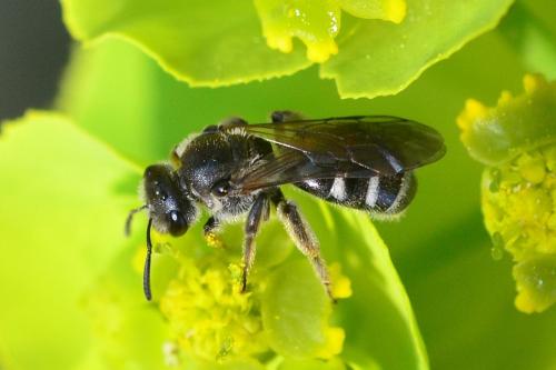 Lasioglossum sp.