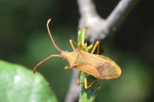 Gonocerus acuteangulatus