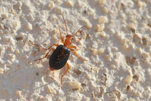 Brachinus sclopeta