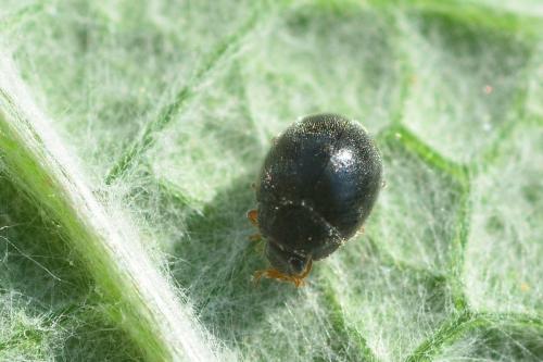 Réf. 117 626 : Scymnus sp.
