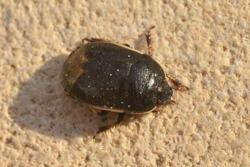 Réf. 117 827 : Adomerus maculipes