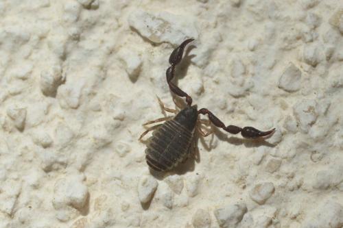 Rhacochelifer sp.