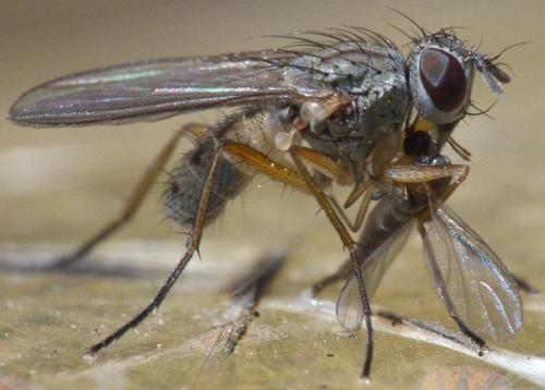 Réf. 117 421 : Coenosia testacea