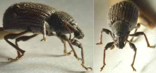 Otiorhynchus rugosostriatus