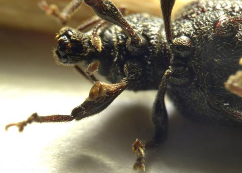 Otiorhynchus rugosostriatus