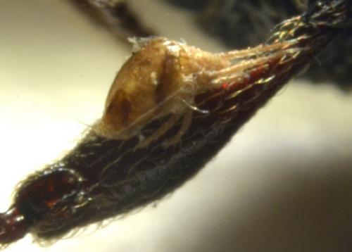 Caloglyphus mycophagus