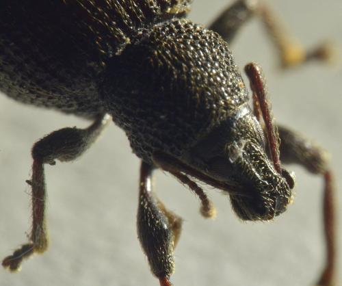 Otiorhynchus rugosostriatus