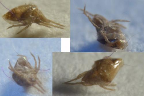 Caloglyphus mycophagus