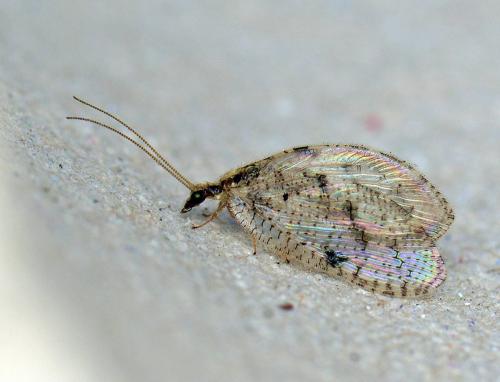 Hemerobius sp.