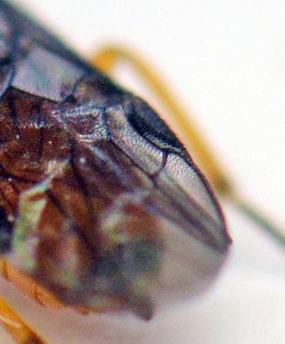 Selandria serva