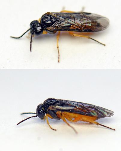 Selandria serva
