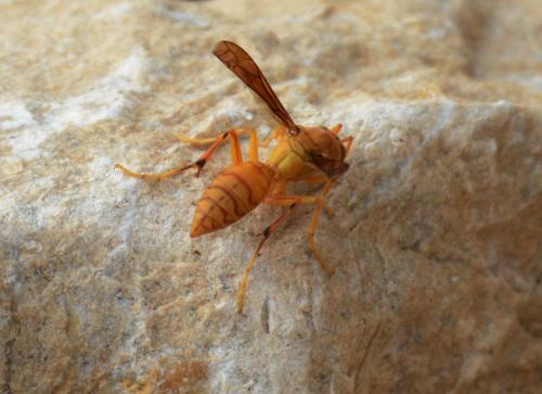 Polistes wattii