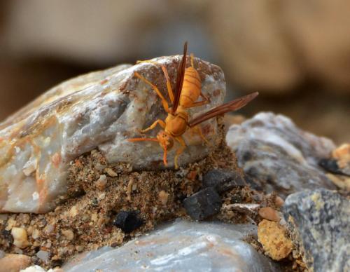 Polistes wattii