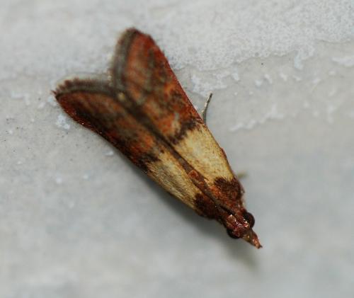 Réf. 117 187 : Plodia interpunctella